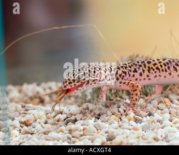 Leopard Gecko Stock Photo