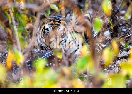 Wild Royal Bengal indian tiger eating kill of spotted deer or Chital Axis Axis Bandhavgarh National Park Madhya Pradesh India Stock Photo