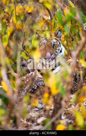 Wild Royal Bengal indian tiger eating kill of spotted deer in Bandhavgarh National Park Madhya Pradesh Northern India Asia Stock Photo