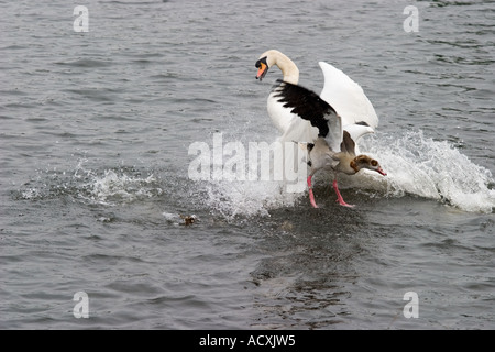 Male swan beats Egyptian goose  with wing in Richmond Park during lethal attack Stock Photo