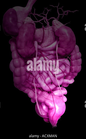 The digestive system Stock Photo