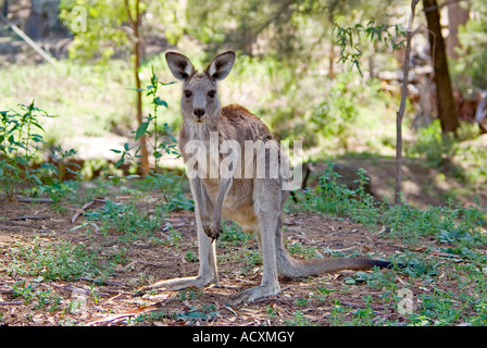 a eastern gray kangaroo stops and looks at the camera Stock Photo