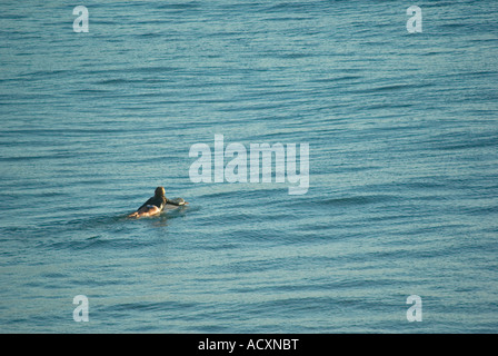a surfer paddles along waiting for the perfect big wave Stock Photo