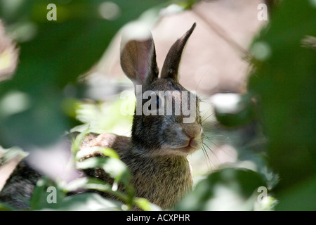 Cottontail Rabbit framed by foliage Stock Photo