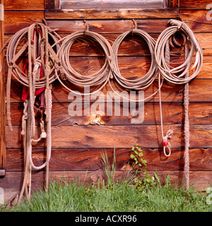 Cowboy Lassos hanging in a Row on Side Wall of Old Weathered Wood Cabin / Ranch Building Stock Photo