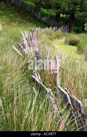 Slate wall and foxgloves at Cwmorthin abandoned slate quarry near Blaenau Ffestiniog in North Wales Stock Photo