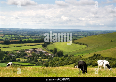 Cattle grazing on Fontmell Down in Dorset part of Cranborne Chase Area of Outstanding Natural Beauty Stock Photo