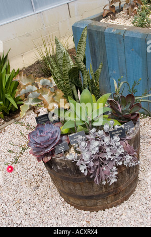 Planting in a barrel - Kalanchoe, Echeveria afterglow, Kleinia  and Echeveria 'Fred Wass' Stock Photo