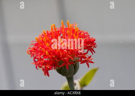 Kleinia Abyssinica flower Stock Photo