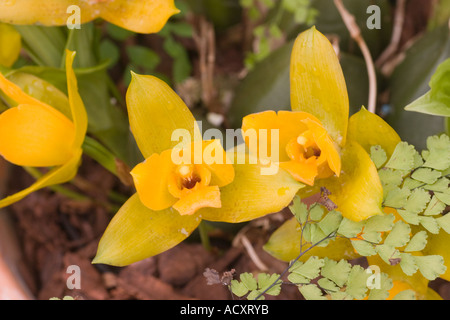 Orchid Lycaste Chiltern Hundreds Stock Photo