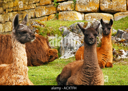 Group of llamas in front of the ruins of the Kuelap fortress Peru Stock Photo