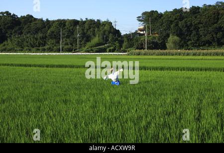 Rice field in Nagareyama City, Chiba Prefecture, Japan. Stock Photo