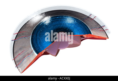 Sectional anatomy of the eye Stock Photo