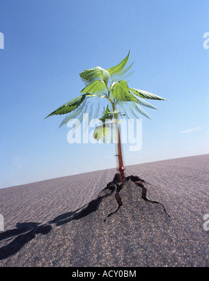 A plant growing fast, breaking through an asphalt surface Stock Photo