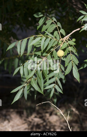 Arizona Walnut Juglans major Tucson Arizona United States 8 June Juglandaceae Stock Photo