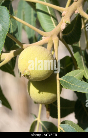 Arizona Walnut Juglans major Tucson Arizona United States 8 June Juglandaceae Stock Photo