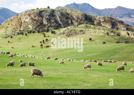 herd of sheep in grass pasture near Wanaka, Otago, New Zealand Stock Photo