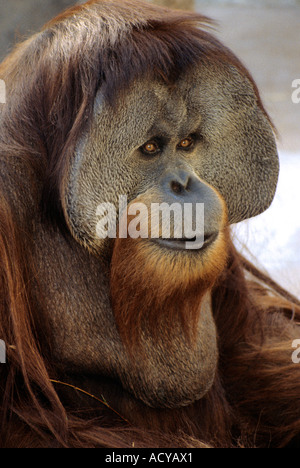 Sumatran Orangutan. Stock Photo