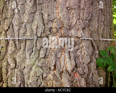 Barbed Wire embedded in Tree Bark. The bark has grown over the