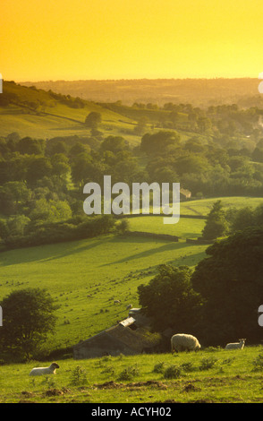 UK Cheshire Bollington sheep on Billinge Hill evening Stock Photo