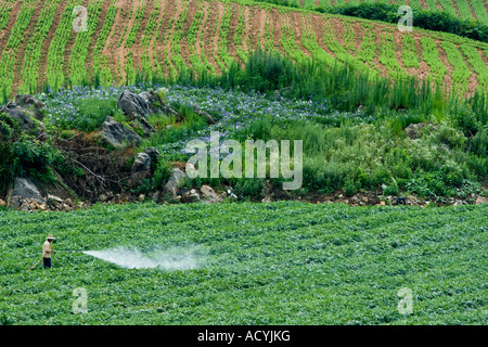 Unprotected Korean Farmer Spraying Pesticides on Watermelon Field Sokcho South Korea Stock Photo