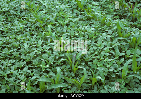Amaranth or pigweed Amaranthus sp and other weeds in a young maize or corn crop Alsace France Stock Photo