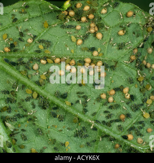 Cotton aphid Aphis gossypii infestation with Aphidius parasitised mummified aphids Stock Photo
