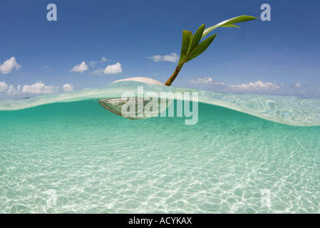 A floating coconut seeks a sandy shore to wash up on.  Coconuts often act as rafts for other species to migrate on. Stock Photo