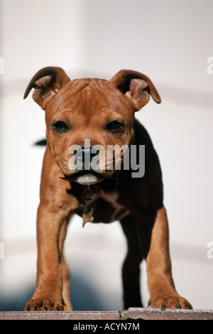 A Staffordshire bull terrier puppy. Stock Photo