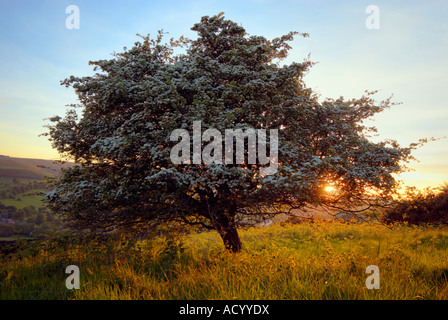 Hawthorn tree in flower at sunset in Derbyshire 'Great Britain' Stock Photo