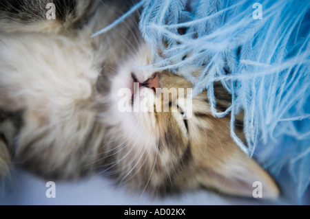 Sleepy kitten Stock Photo