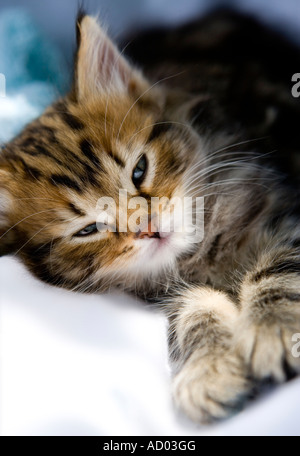 Tabby kitten in a relaxed pose with her eyes half closed Stock Photo
