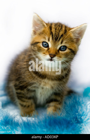 Tabby kitten Stock Photo