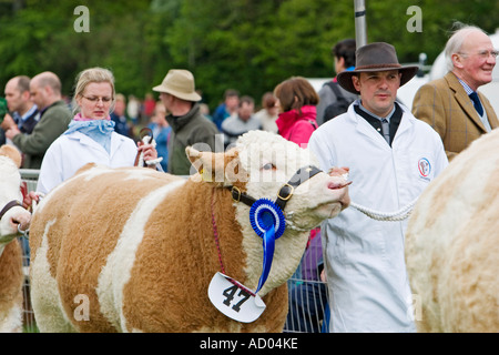 Leading a bull by nose ring at agricultural show Stock Photo