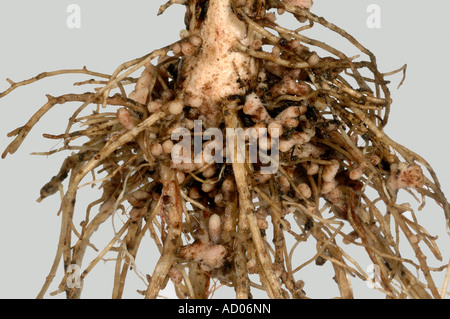 Rhizobium root nodules on the roots of a broad or field bean for nitrogen fixation Stock Photo