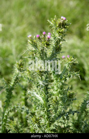 Slender Thistle Carduus tenuiflorus Asteraceae Compositae Stock Photo