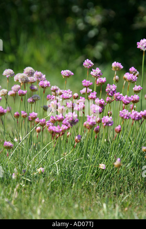 Thrift Armeria maritima ssp elongata Plumbaginaceae Stock Photo