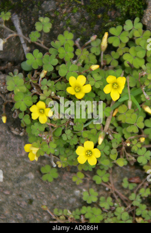 Yellow Wood Sorrel Oxalis corniculata Stock Photo