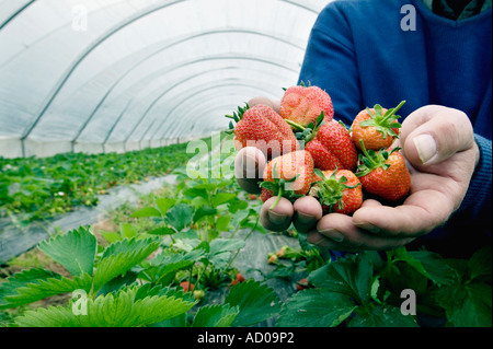 A farmer holds a handful of strawberries grown in polytunnels in Herefordshire near Ross on Wye Stock Photo