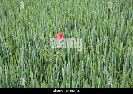 Single Red Poppy in a Wheat Field Stock Photo