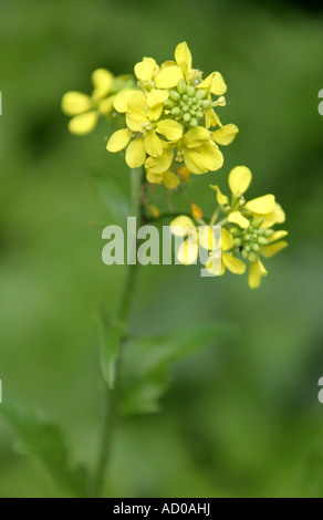 White Mustard Sinapis alba Stock Photo