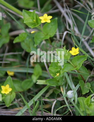 Yellow Pimpernel, Lysimachia nemorum, Myrsinaceae Stock Photo