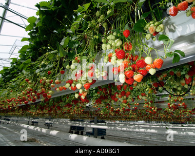 Thousands of ripe and unripe strawberries hanging from the plants that are growing in suspended long trays in a large greenhouse Stock Photo