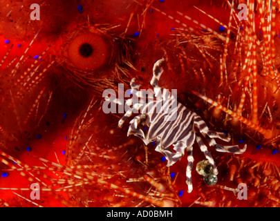 zebra crab in sea urchin , underwater, Indonesia, Lembeh, scuba, diving, ocean, sea, coral reef, tropical reef, marine life, Stock Photo