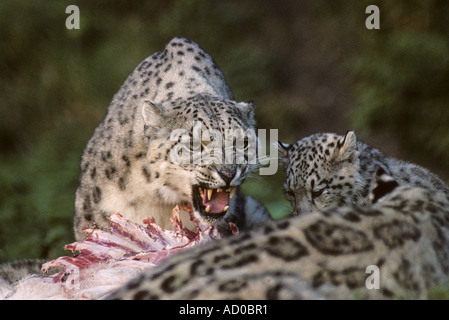 Snow leopard (Panthera uncia), Captive Port Lympne Wild Animal Park, Kent, UK. Female with cub Stock Photo