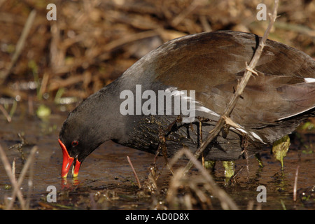 Moorhen (Gallinula chloropus) feeding in shallows, UK Stock Photo