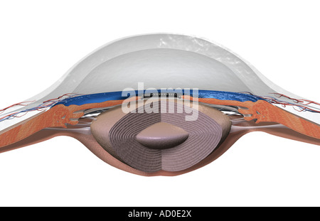 Sectional anatomy of the eye Stock Photo