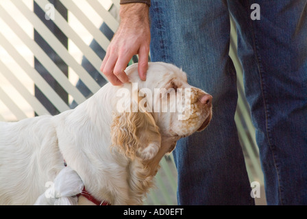 Cropped shot or owners hand scratching the head of a Clumber spaniel dog Stock Photo