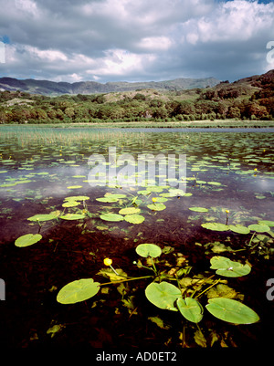 Water lillys on Llyn Dinas. Snowdonia National Park. Wales Stock Photo