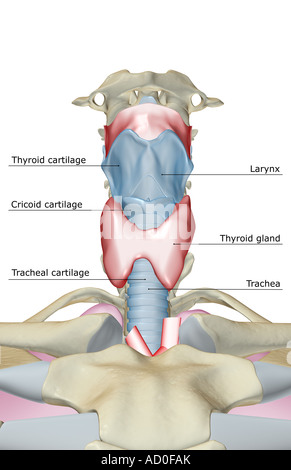 The larynx Stock Photo